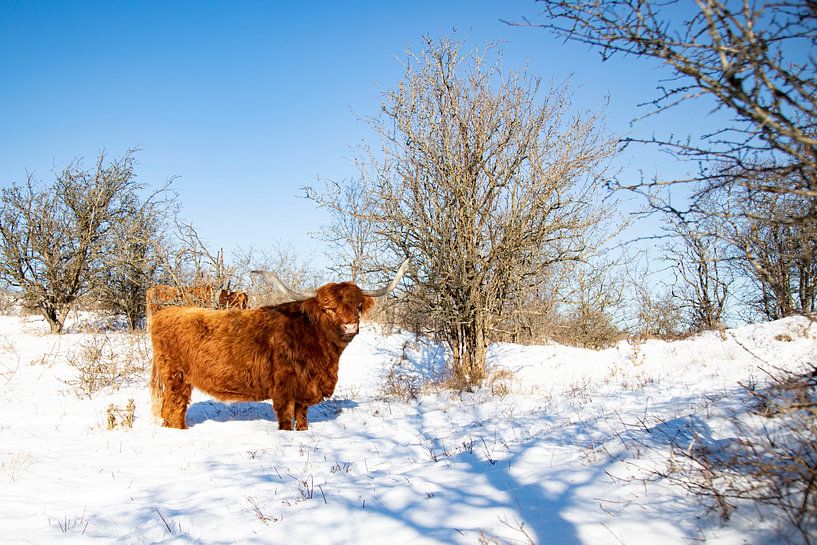 Winter landscape with a Scottish Highlander by Karin Bakker