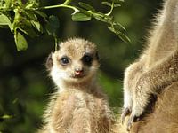 Baby-Erdmännchen