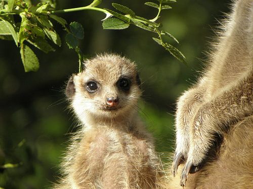 Baby Meerkat