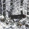 Hinde in winterwonderland van Sara in t Veld Fotografie