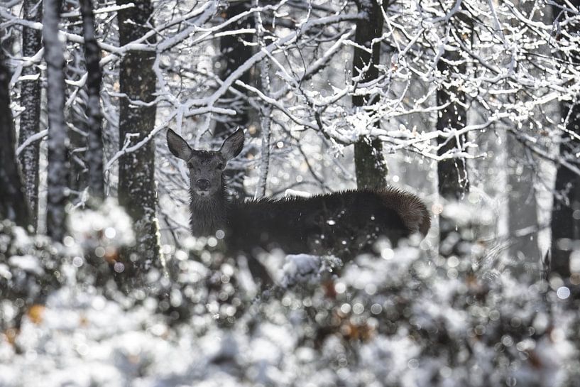 Hinde in winterwonderland van Sara in t Veld Fotografie