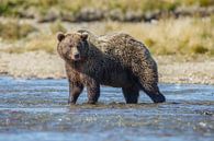 Een grote grizzly beer van Menno Schaefer thumbnail