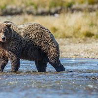 Katmai National Park
