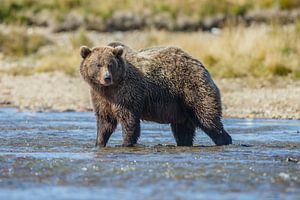 Een grote grizzly beer van Menno Schaefer