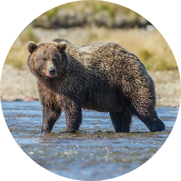 Een grote grizzly beer van Menno Schaefer