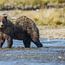 Katmai National Park