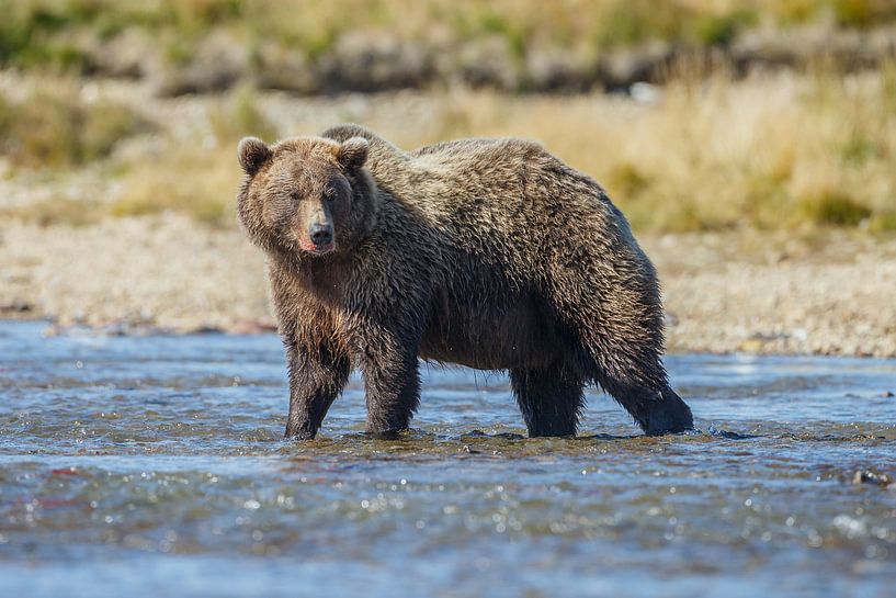 Een grote grizzly beer par Menno Schaefer