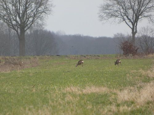 Chevreuils dans un pré