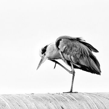 Blauwe reiger von Emile Bosch