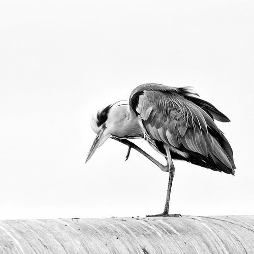 Blauwe reiger