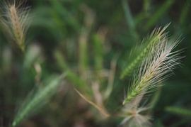 Maisfelder von Byroosmarijn