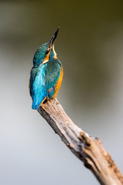 Martin-pêcheur par Apple Brenner