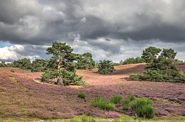 Brunssummer heide van Frank Janssen