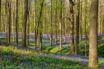 Les Hallerbos sur Menno Schaefer