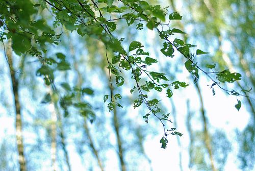 Dancing summer leafs