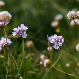 Purple flowers by Romy de Waal