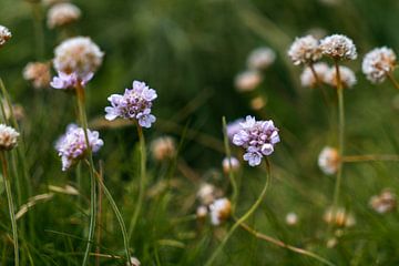Paarse bloementjes van Romy de Waal