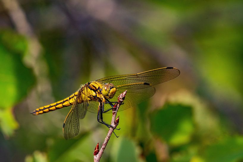 Prachtige Libelle in Meijendel van Merijn Loch