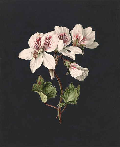 Pelargonium album bicolor, M. de Gijselaar van Meesterlijcke Meesters