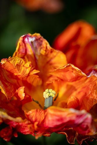 Orangefarbene abstrakte Tulpe.