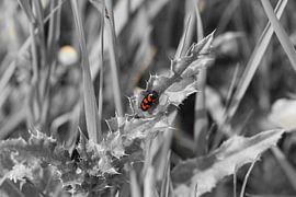 Kleine dieren, zwart/wit en kleur by Dany Tiels