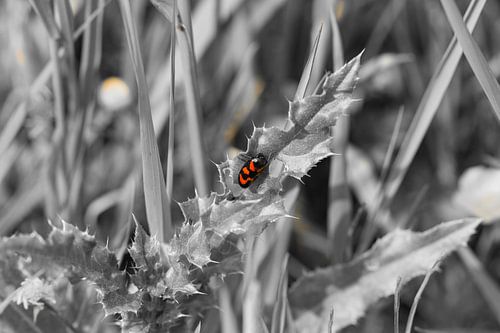 Kleine dieren, zwart/wit en kleur