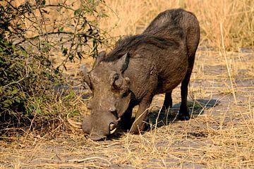 Warthog/Nosed boar by Merijn Loch