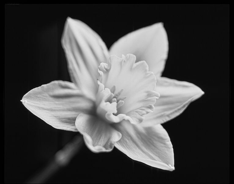 Daffodil, close-up, black and white. by Ruurd Dankloff