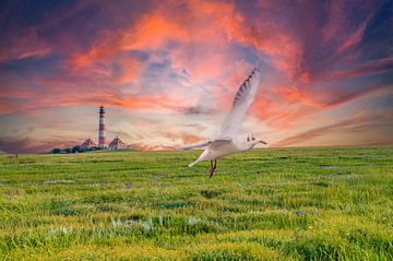 Möwe in Westerheversand am Leuchtturm im Sonnenuntergang von Animaflora PicsStock