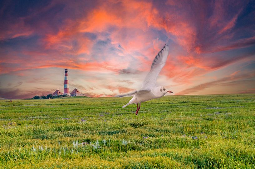 Möwe in Westerheversand am Leuchtturm im Sonnenuntergang von Animaflora PicsStock