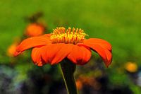 Tournesol mexicain