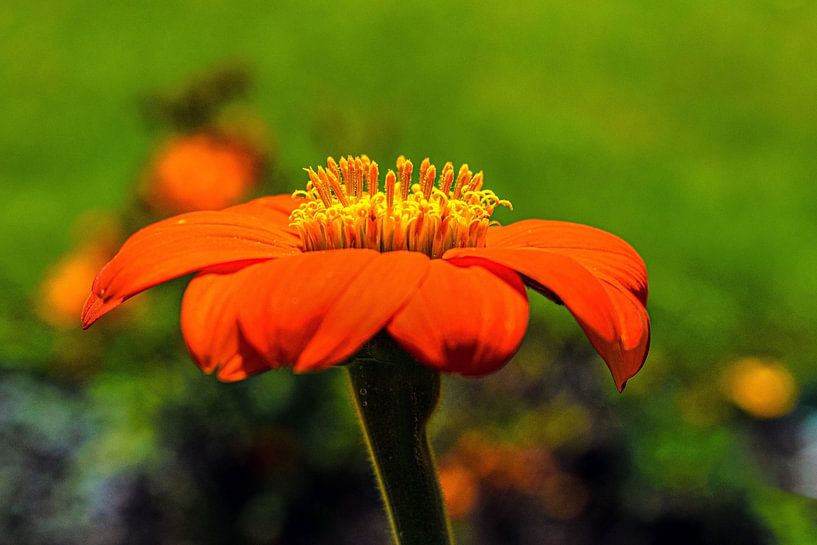 Tournesol mexicain par desmyrka