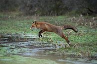 springender Fuchs... Rotfuchs *Vulpes vulpes* von wunderbare Erde Miniaturansicht
