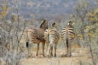Onderonsje van zebra's op de Afrikaanse savanne van Renzo de Jonge thumbnail
