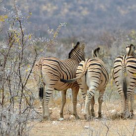 Onderonsje van zebra's op de Afrikaanse savanne van Renzo de Jonge