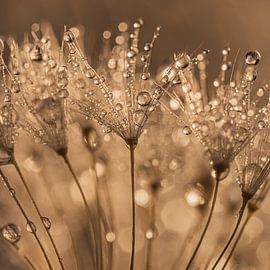 A square with warm colours (fluff with drops) by Marjolijn van den Berg