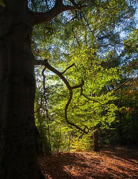 Mooi tegenlicht in de Kaapse Bossen van Nel Diepstraten