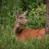 Edelhert tussen het groen van de Veluwezoom van Saranda in t Veld Fotografie