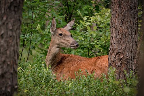 Red deer among the greenery of the Veluwezoom by Saranda in t Veld Fotografie