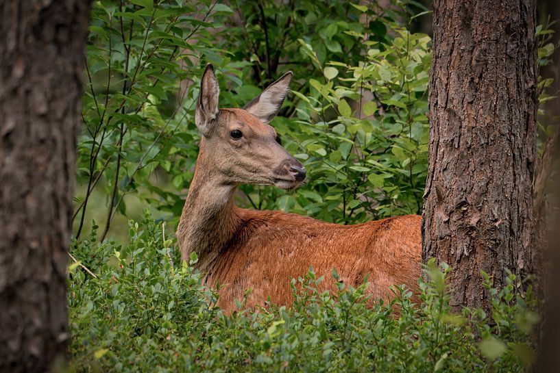Rotwild im Grünen des Veluwezoom von Saranda in t Veld Fotografie