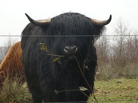 Scottish highlander by Fotonatuurlijk