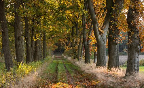 Sunny oak avenue in autumn colours