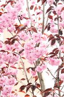 Roze bloesem.
