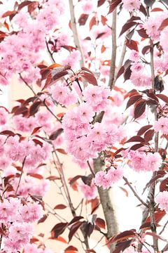 Pink blossom. by tim eshuis