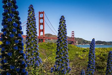 Golden Gate Bridge with beautiful purple flowers by Jan Hermsen