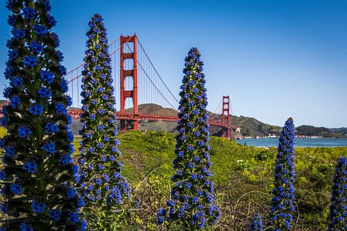 Golden Gate Bridge mit schönen lila Blumen