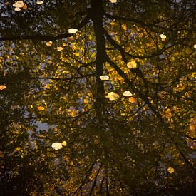 Herfst bladeren in het water LH1A2828 van Marianne Jonkman