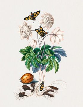 Botanische bloem, vlinder, geremixt van kunstwerken van James Bolton van Studio POPPY