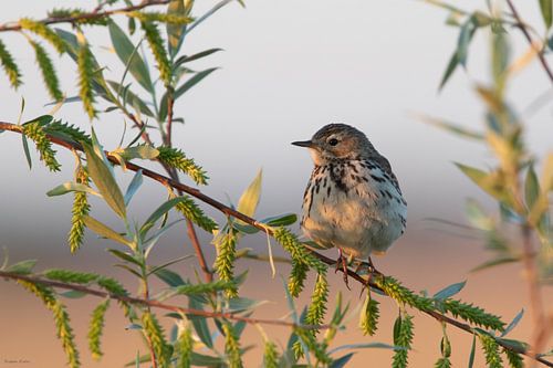 Meadow pipit