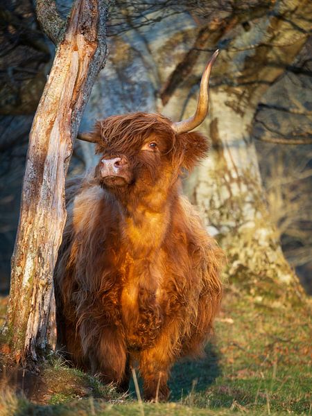 Proud Highland girl by Pascal Raymond Dorland